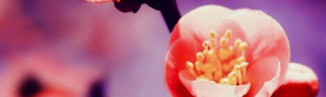 artworks-000086592091-d8qcmw-t500x500