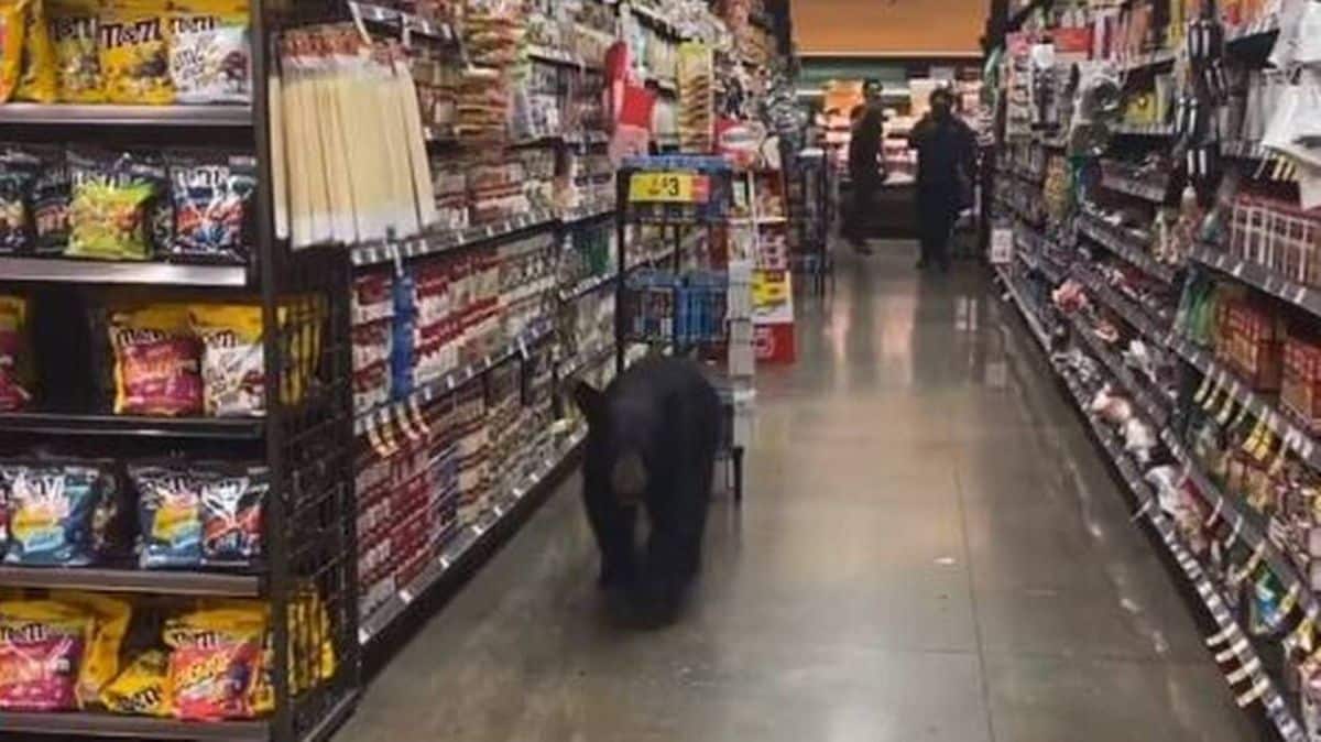 A bear causes panic by running into supermarket customers