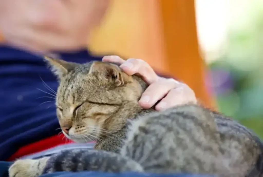 10 years away, a worrying disappearance, a miraculous phone call the unlikely reunion of a man and his cat