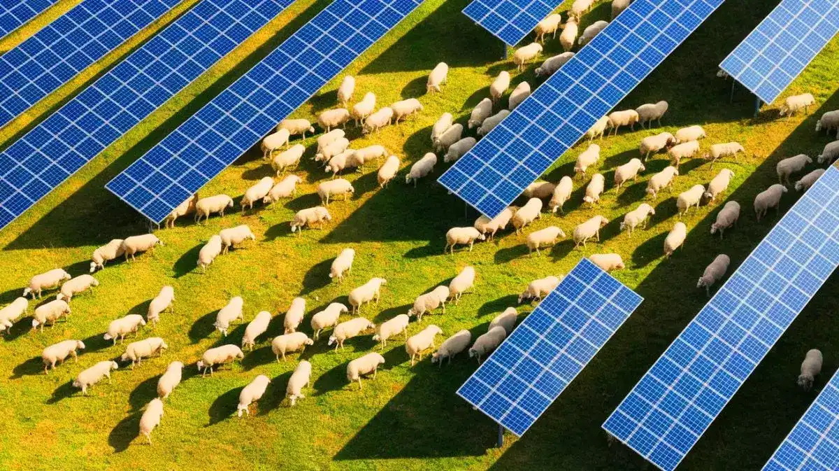 1700 sheep walk among solar panels the result observed
