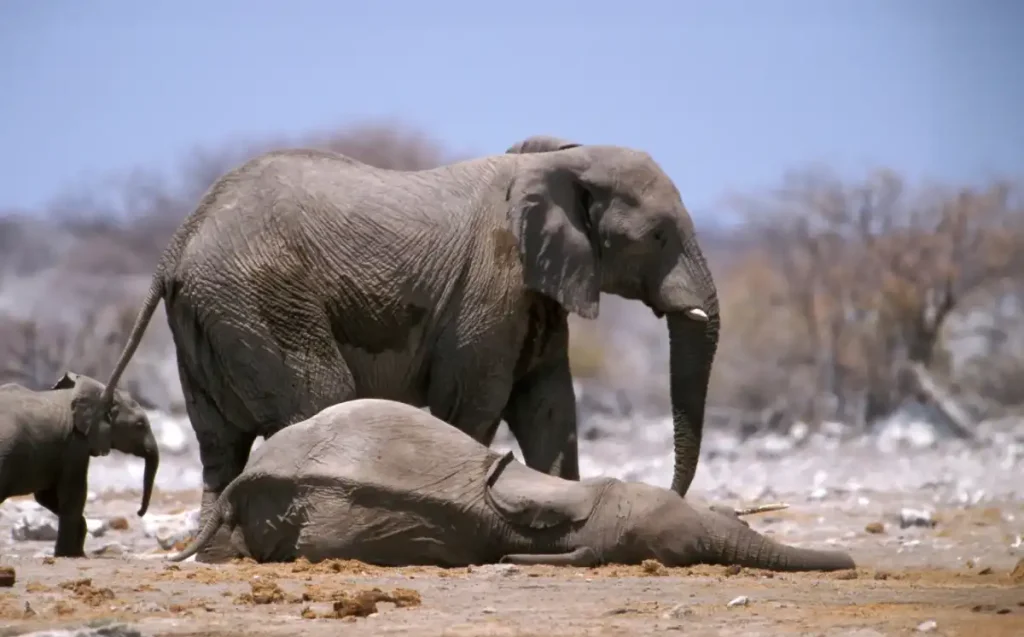 Many elephants and other animals are dying around the world