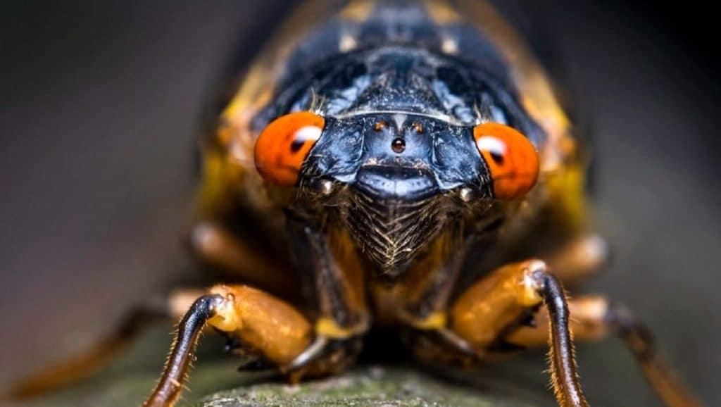 millions of red-eyed cicadas are about to invade the USA