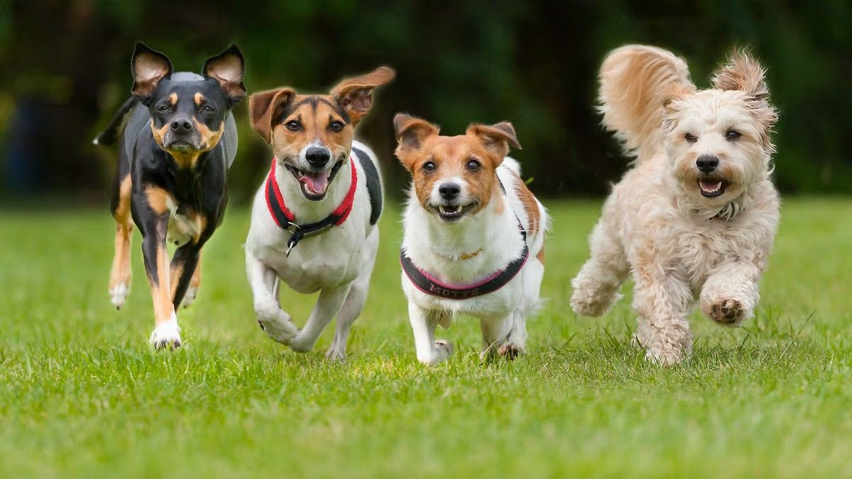 10 dog breeds so affectionate they'll melt your heart