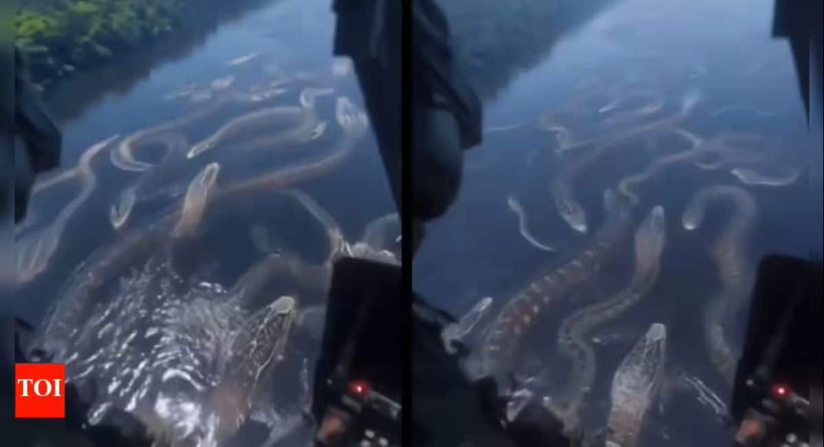 This video of a river infested with giant anacondas is terrifying Internet users for 2 chilling reasons