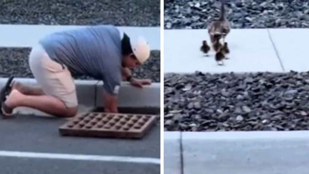 A Kind-Hearted Family Rescues Ducklings Trapped In A Sewer, The Rescue Video Moves The World