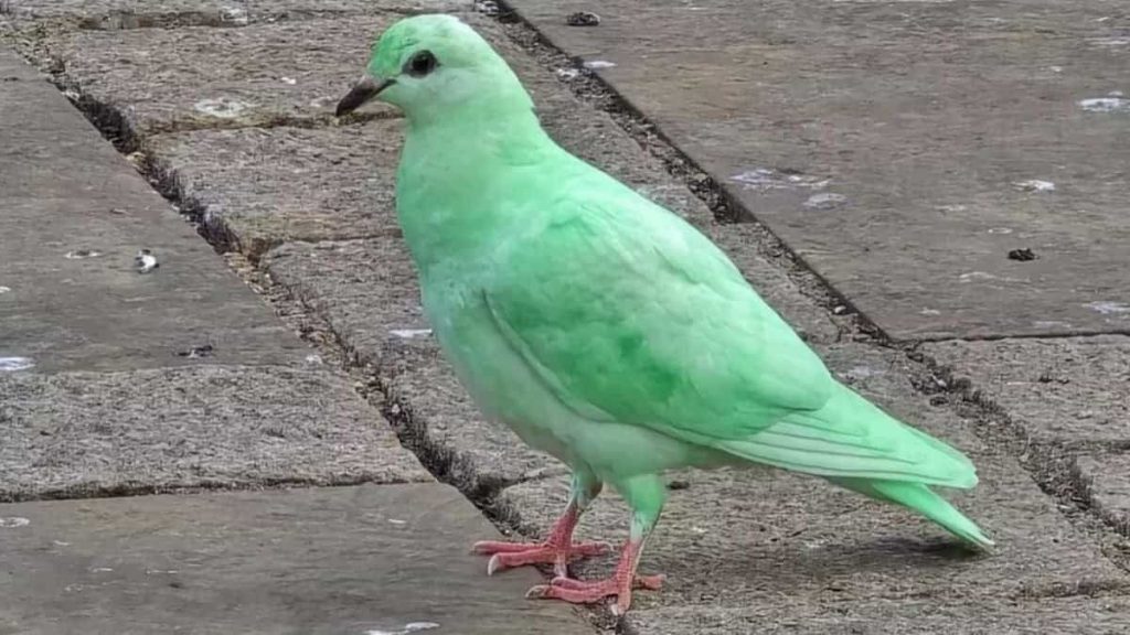A strange fluorescent-green pigeon spotted in the middle of town