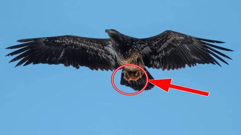 A wildlife photographer takes a simple photo of an eagle