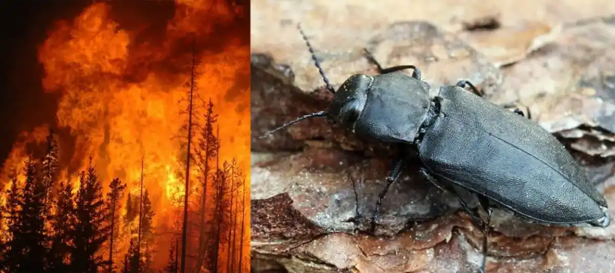 Could This Chinese Beetle Make U.S. Missile Defense Obsolete