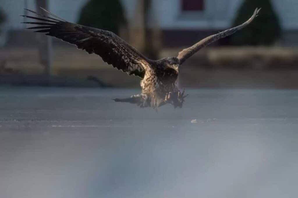 He Thought He Caught the Perfect Eagle Shot… Until He Zoomed In on Its Claws