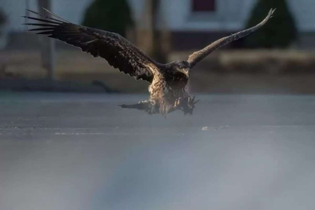 He Thought He Caught the Perfect Eagle Shot… Until He Zoomed In on Its Claws