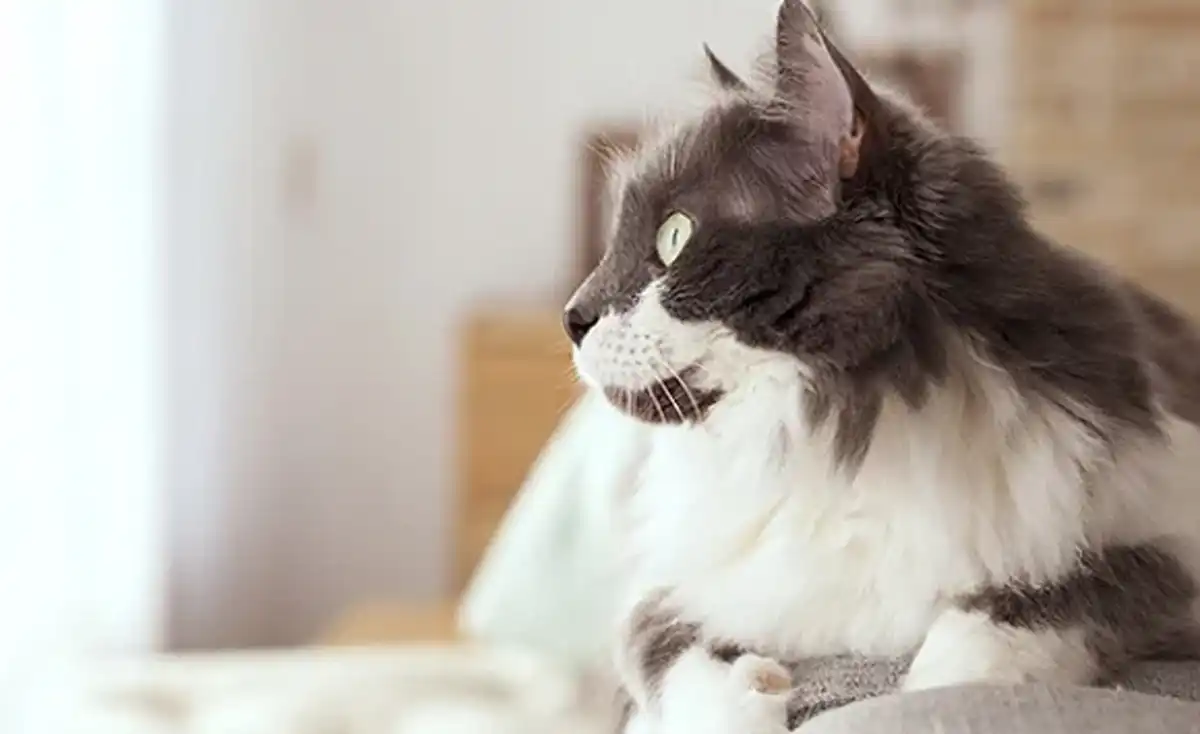 This cat has just contributed to a scientific breakthrough