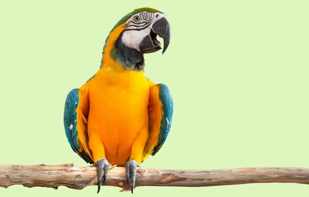This parrot doesn't imitate, it converses! It asks questions and understands your answers