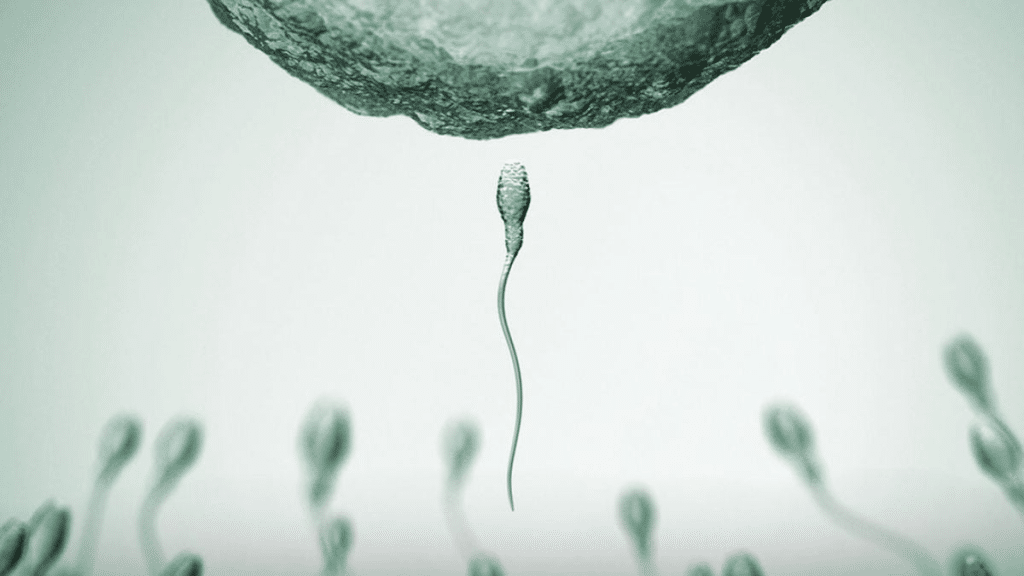 A Sperm Race In Front Of Thousands Of Spectators Yes, It's Really Going To Happen