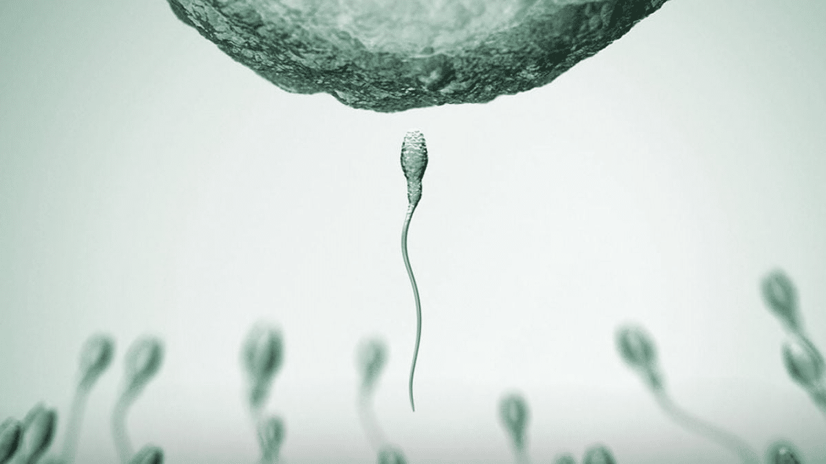A Sperm Race In Front Of Thousands Of Spectators Yes, It's Really Going To Happen