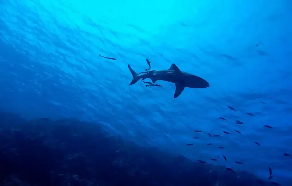 Australia In The Middle Of A Wedding Photo Shoot, She Accidentally Catches A Shark!