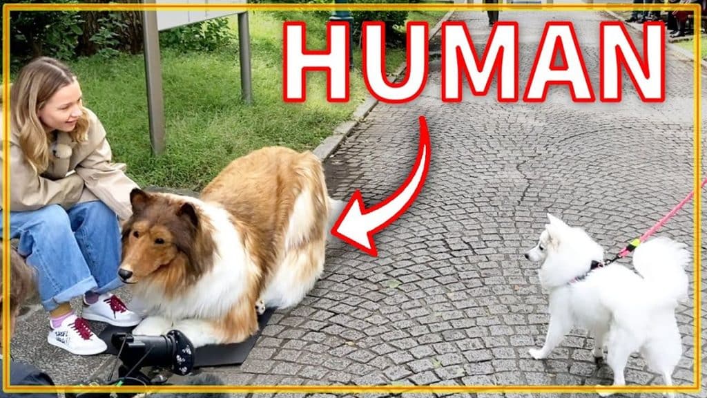 Becoming a dog, for real this Japanese man spent €14,000 to live like his favorite animal