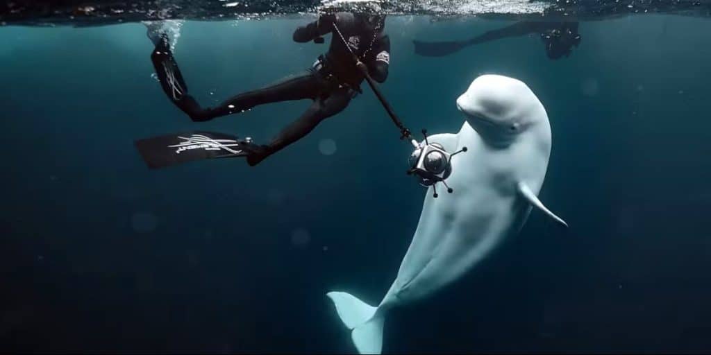 Hvaldimir May Not Have Been Just A Beluga Whale Disturbing New Revelations About This Russian Spy Of The Sea