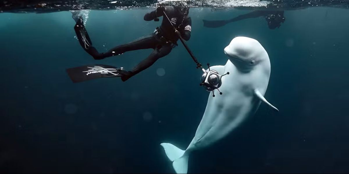 Hvaldimir May Not Have Been Just A Beluga Whale Disturbing New Revelations About This Russian Spy Of The Sea