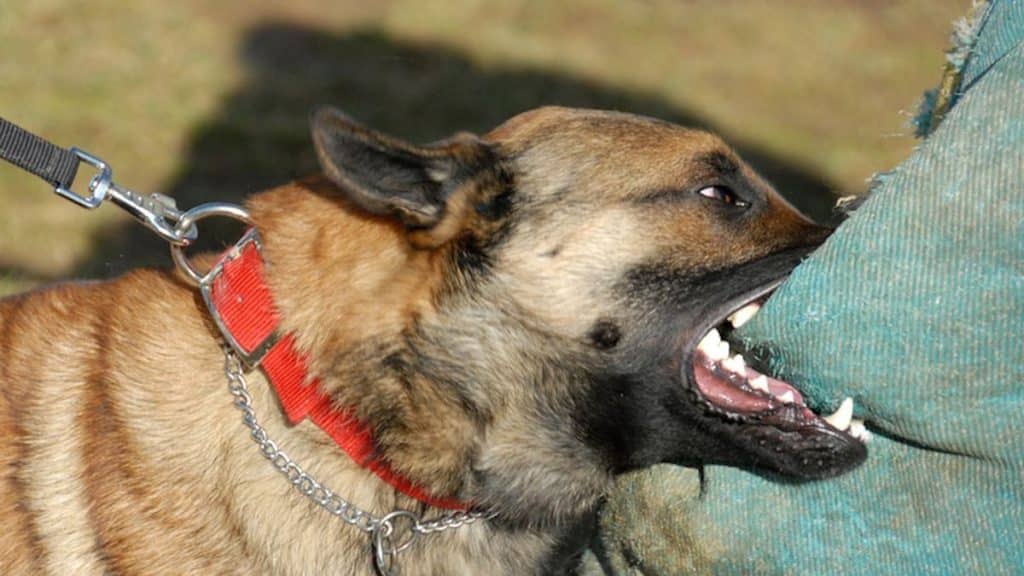 Surreal scene former pro player bitten on the testicles