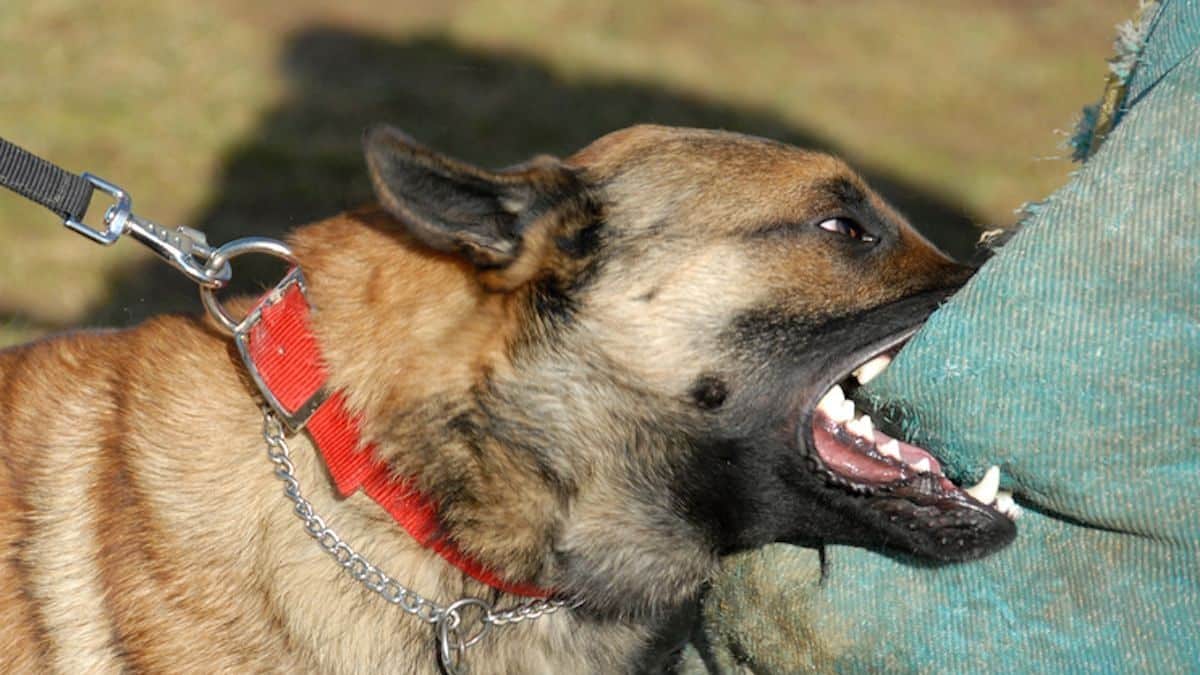Surreal scene former pro player bitten on the testicles