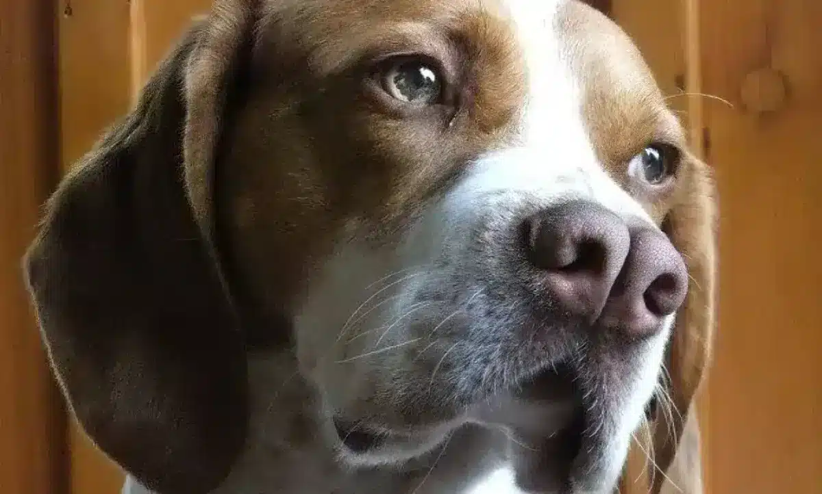 This Dog With a Split Nose Could Help Treat a Rare Birth Defect in Human Babies