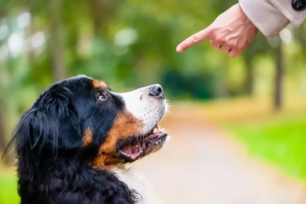 We Finally Know How to Talk to Dogs so That They Really Obey... And It's Not What You Think
